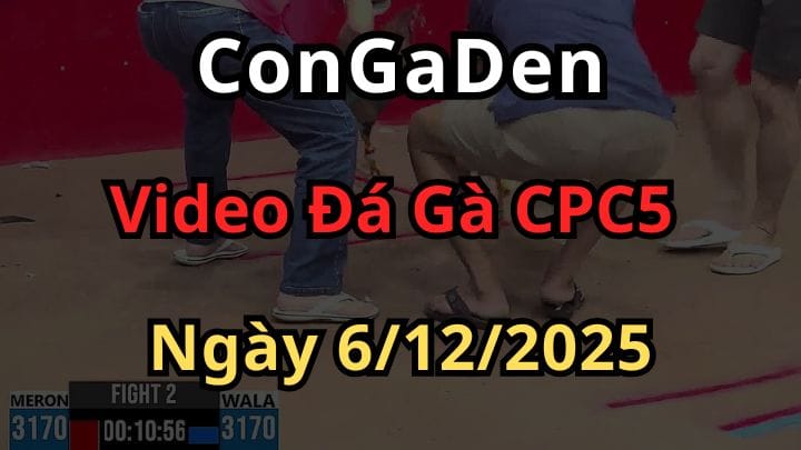 Clip Giải Đá Gà Trực Tiếp CPC5  Hôm Nay 6/12/2025